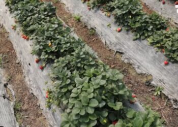 Inside Story/ Luleshtrydhet e importit mbysin tregun, fermerët e Kafarajt: Grumbulluesit vendas imponojnë çmime kartel