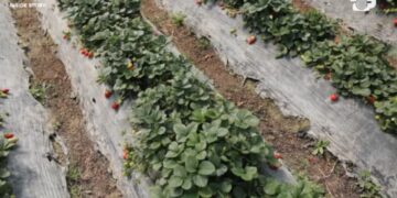 Inside Story/ Luleshtrydhet e importit mbysin tregun, fermerët e Kafarajt: Grumbulluesit vendas imponojnë çmime kartel