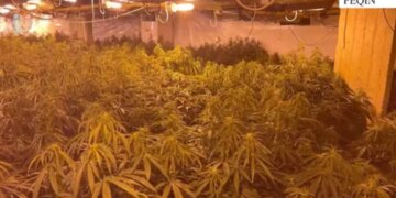 Kanabisi i zbuluar në magazinën e ish-drejtorit të burgut të Rrogozhinës, pezullohen 7 punonjës policie në Peqin.