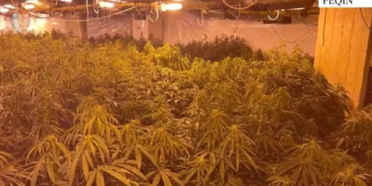 Kanabisi i zbuluar në magazinën e ish-drejtorit të burgut të Rrogozhinës, pezullohen 7 punonjës policie në Peqin.