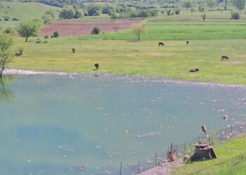 Liqeni i Kukësit i ndotur, mbetjet pushtojnë ujin dhe rrezikojnë turizmin