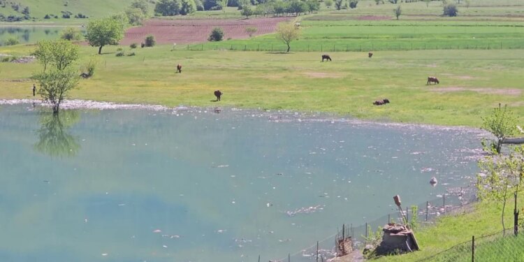 Liqeni i Kukësit i ndotur, mbetjet pushtojnë ujin dhe rrezikojnë turizmin