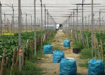 Mbi 70% e bujqësisë informale: pse skema e rimbursimit lë jashtë fermerët e vërtetë dhe favorizon importet