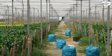 Mbi 70% e bujqësisë informale: pse skema e rimbursimit lë jashtë fermerët e vërtetë dhe favorizon importet