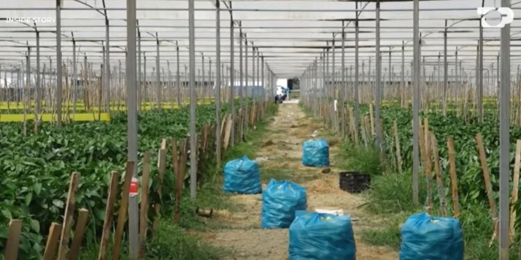 Mbi 70% e bujqësisë informale: pse skema e rimbursimit lë jashtë fermerët e vërtetë dhe favorizon importet