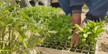 Më pak mbjellje këtë pranverë: Çmimet e fidanëve njësoj, fermerët hezitojnë për shkak të kostove dhe pasigurive