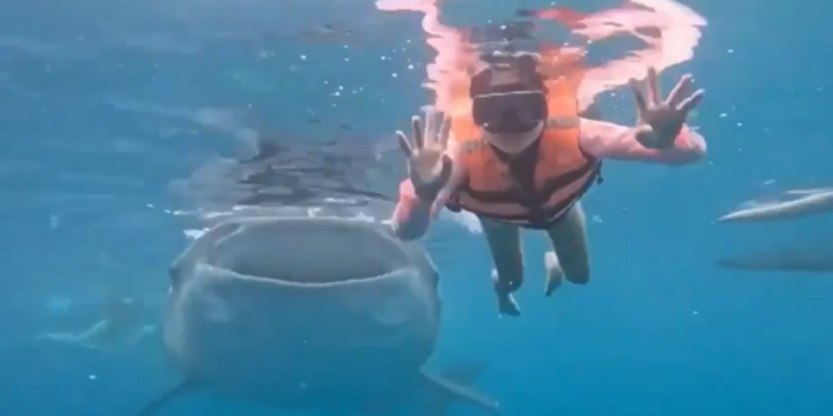 Notarja në Filipine pozon për foto dhe ndeshet me një peshkaqen balenë