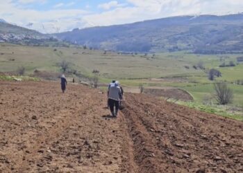 Patatja e Kukësit kultivohet me mund; fermerët ende me krahë për plehërim e plugim, vështirë, kostot të larta