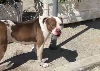 Qeni ka sulmuar një vajzë 4-vjeçare në Lungomare, pronari i Pitbull-it merret në pyetje.