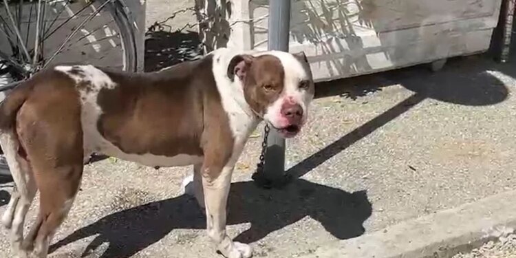 Qeni ka sulmuar një vajzë 4-vjeçare në Lungomare, pronari i Pitbull-it merret në pyetje.