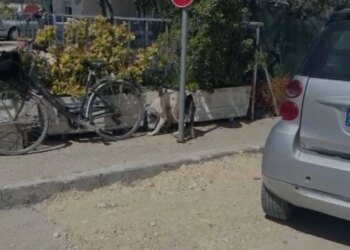 Qeni kafshon në kokë vajzën 4-vjeçare gjatë lojës me gjyshen në Lungomare