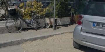 Qeni kafshon në kokë vajzën 4-vjeçare gjatë lojës me gjyshen në Lungomare