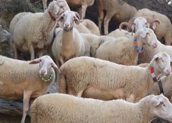 Qeveria kompenson financiarisht fermerët për dëmet nga murtaja e bagëtive që vrau mijëra kafshë