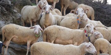 Qeveria kompenson financiarisht fermerët për dëmet nga murtaja e bagëtive që vrau mijëra kafshë