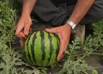 Shalqiri i Divjakës në treg që në prill; fermerët thonë se është koha e fitimit, por tregu luhatet