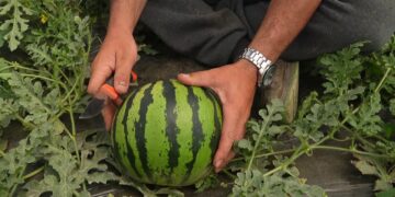 Shalqiri i Divjakës në treg që në prill; fermerët thonë se është koha e fitimit, por tregu luhatet