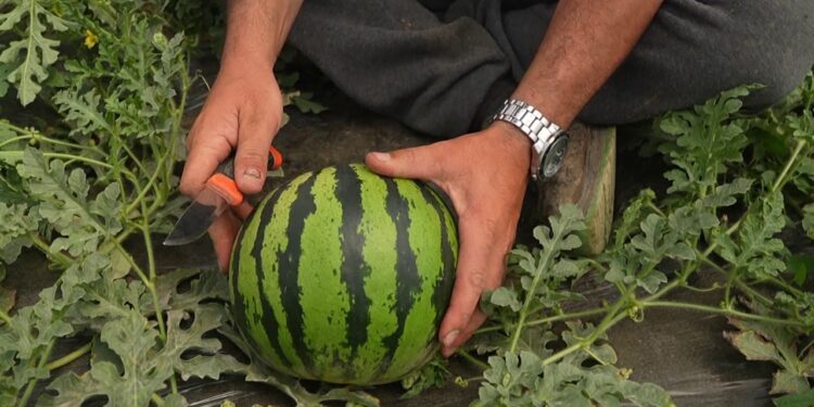 Shalqiri i Divjakës në treg që në prill; fermerët thonë se është koha e fitimit, por tregu luhatet