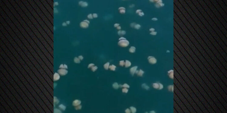 Tufa masive meduzash mbulojnë Gjirin e Triestes, bllokohet lëvizja e mjeteve lundruese; alarm për peshkimin dhe ndryshimet klimatike