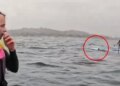 VIDEO: Ndjekje e frikshme në det nga peshkaqeni 4 metra që terrorizon sërfistin në Kaliforni