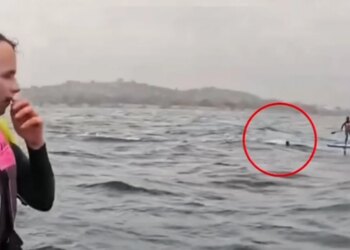VIDEO: Ndjekje e frikshme në det nga peshkaqeni 4 metra që terrorizon sërfistin në Kaliforni