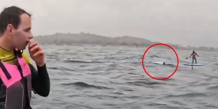 VIDEO: Ndjekje e frikshme në det nga peshkaqeni 4 metra që terrorizon sërfistin në Kaliforni