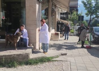 Vaksinimi i kafshëve për siguri: qentë endacakë ishin kthyer në problem, zona muzeale e Gjirokastrës më e prekur