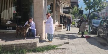 Vaksinimi i kafshëve për siguri: qentë endacakë ishin kthyer në problem, zona muzeale e Gjirokastrës më e prekur