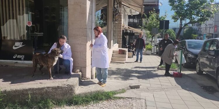 Vaksinimi i kafshëve për siguri: qentë endacakë ishin kthyer në problem, zona muzeale e Gjirokastrës më e prekur