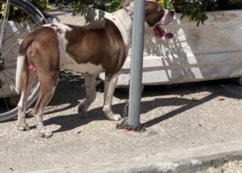 Vlorë: Banorët padisin bashkinë për largimin e pitbullit që kafshoi një fëmijë, shqetësime mbi sigurinë e qenve të rrugës.