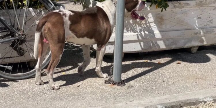 Vlorë: Banorët padisin bashkinë për largimin e pitbullit që kafshoi një fëmijë, shqetësime mbi sigurinë e qenve të rrugës.