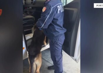 Arrestohet në Durrës 24-vjeçari që tentoi të trafikonte mbi 3 mijë fara kanabisi në Shqipëri