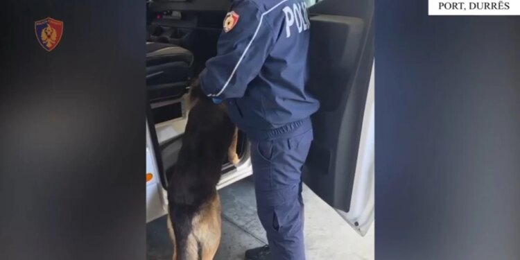 Arrestohet në Durrës 24-vjeçari që tentoi të trafikonte mbi 3 mijë fara kanabisi në Shqipëri
