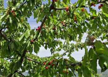 Fermerët e Mallakastrës: Klima dhe kostot po shkatërrojnë prodhimin e qershisë