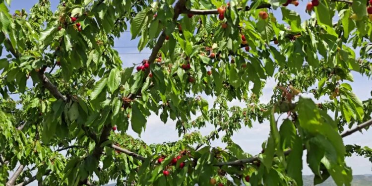 Fermerët e Mallakastrës: Klima dhe kostot po shkatërrojnë prodhimin e qershisë