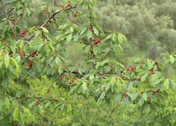 Importi i qershisë godet fermerët; prodhimi vendas mbetet pa treg, çmimi trefishohet në Tiranë