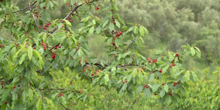 Importi i qershisë godet fermerët; prodhimi vendas mbetet pa treg, çmimi trefishohet në Tiranë