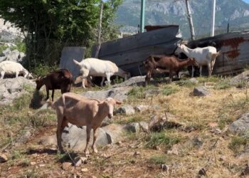 Këshilli i Ministrave miraton fond prej 53 milionë lekësh për kompensimin e fermerëve nga murtaja e ruminantëve