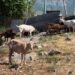 Këshilli i Ministrave miraton fond prej 53 milionë lekësh për kompensimin e fermerëve nga murtaja e ruminantëve