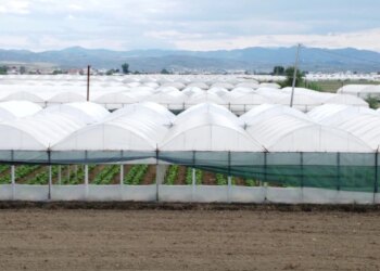 Kreditë për fermerët në pikëpyetje; ekspertët skeptikë ndaj programit dyfisho sipërmarrjen, bankat kërkojnë garanci