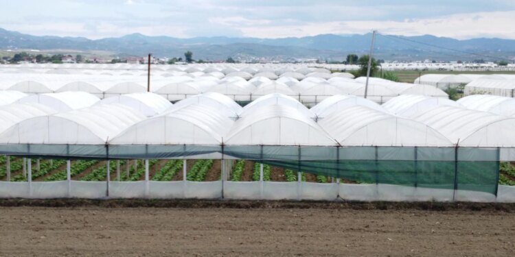 Kreditë për fermerët në pikëpyetje; ekspertët skeptikë ndaj programit dyfisho sipërmarrjen, bankat kërkojnë garanci