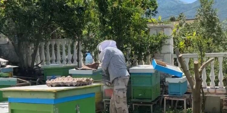 Mjaltë bio nga Dukati: Bletarët presin sezon të mbarë, vjelja e parë nis në mes të qershorit