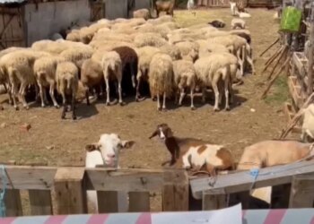Në Shkodër shfaqet vatra e tretë e murtajës së ruminantëve të vegjël; 20 krerë dele eliminohen