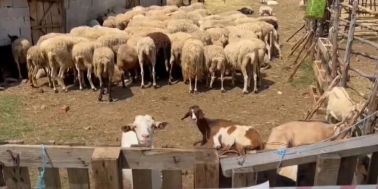 Në Shkodër shfaqet vatra e tretë e murtajës së ruminantëve të vegjël; 20 krerë dele eliminohen