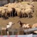 Në Shkodër shfaqet vatra e tretë e murtajës së ruminantëve të vegjël; 20 krerë dele eliminohen