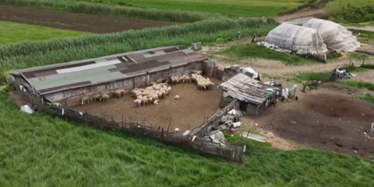 Tkurret numri i bagëtive; blegtorët në Cërrik: Jo vetëm subvencione, na duhen edhe kullota