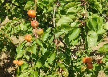 Viti i artë i kajsisë në Lushnje; prodhim i bollshëm në Xibrakë, fermerët: mungojnë punëtorët