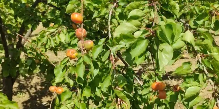 Viti i artë i kajsisë në Lushnje; prodhim i bollshëm në Xibrakë, fermerët: mungojnë punëtorët