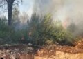 Zjarr pranë Ranës së Hedhun në Shëngjin, pishat përfshihen nga flakët