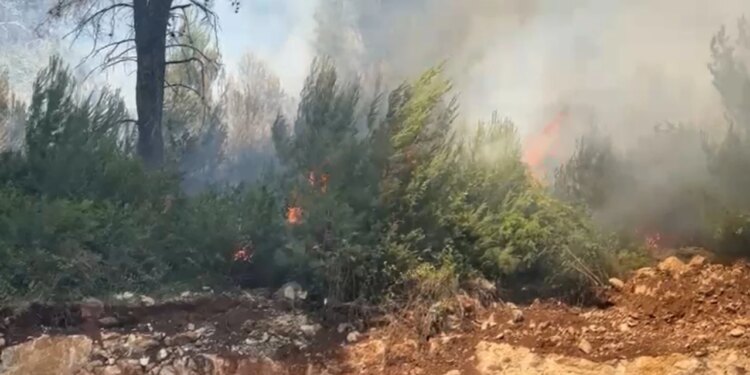 Zjarr pranë Ranës së Hedhun në Shëngjin, pishat përfshihen nga flakët