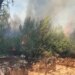 Zjarr pranë Ranës së Hedhun në Shëngjin, pishat përfshihen nga flakët